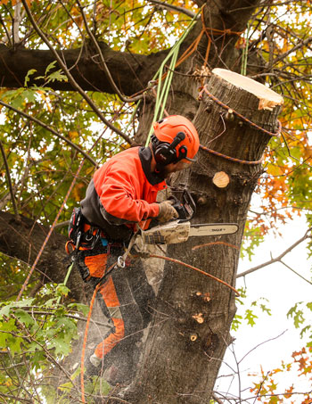 Seilkletterer macht seinen Job im Baum