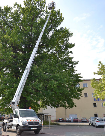 Baumkontrolle mit einer Hubarbeitsbühne